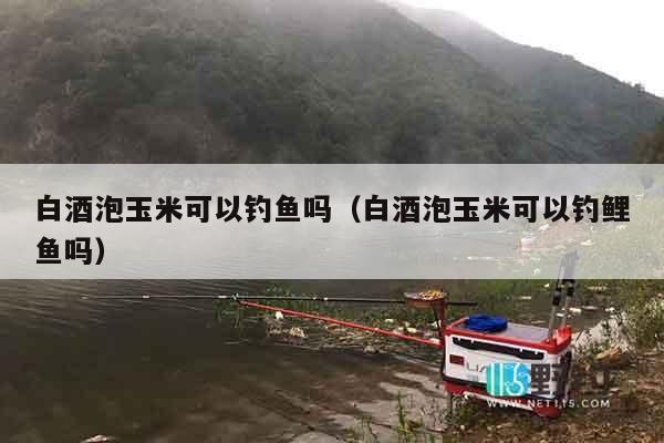 白酒泡玉米可以钓鱼吗（白酒泡玉米可以钓鲤鱼吗）