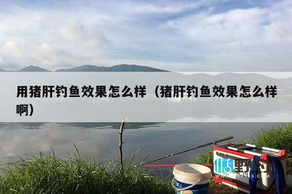 用猪肝钓鱼效果怎么样（猪肝钓鱼效果怎么样啊）