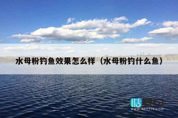 水母粉钓鱼效果怎么样（水母粉钓什么鱼）