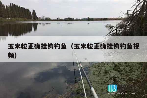 玉米粒正确挂钩钓鱼（玉米粒正确挂钩钓鱼视频）