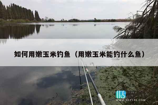 如何用嫩玉米钓鱼（用嫩玉米能钓什么鱼）