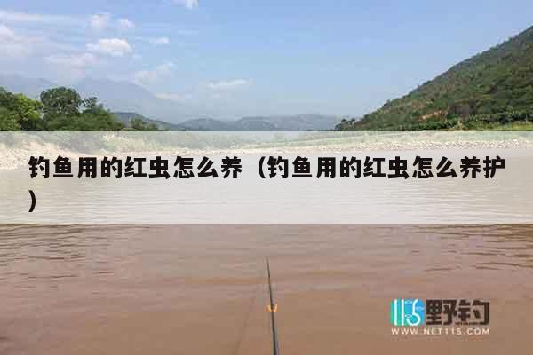 钓鱼用的红虫怎么养（钓鱼用的红虫怎么养护）
