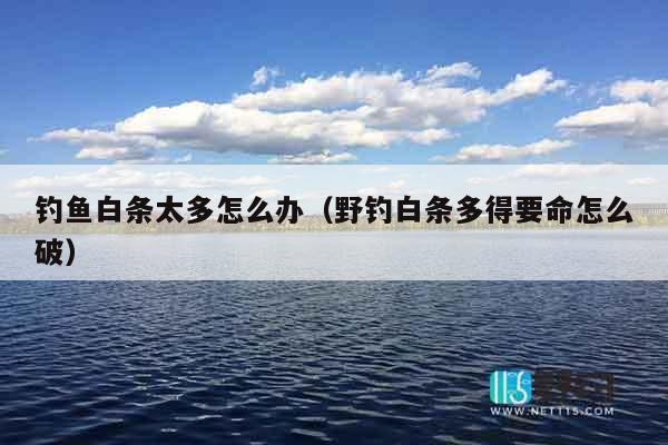 钓鱼白条太多怎么办（野钓白条多得要命怎么破）