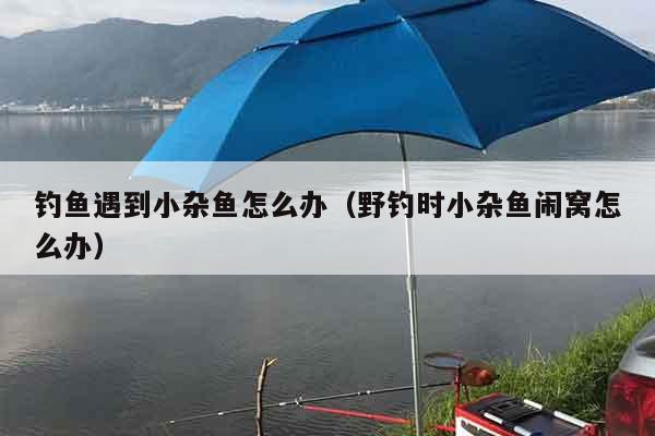 钓鱼遇到小杂鱼怎么办（野钓时小杂鱼闹窝怎么办）