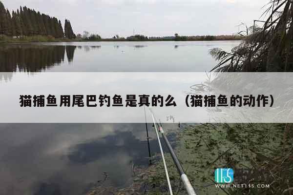 猫捕鱼用尾巴钓鱼是真的么（猫捕鱼的动作）