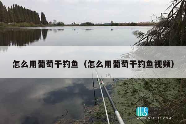 怎么用葡萄干钓鱼（怎么用葡萄干钓鱼视频）