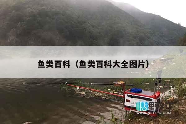 鱼类百科（鱼类百科大全图片）