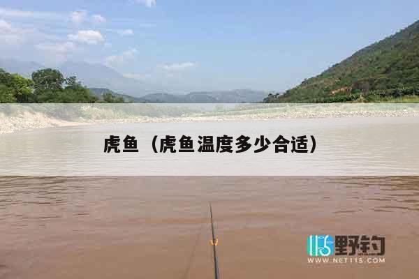 虎鱼（虎鱼温度多少合适）