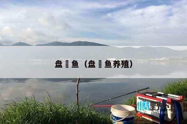 盘鮈鱼（盘鮈鱼养殖）