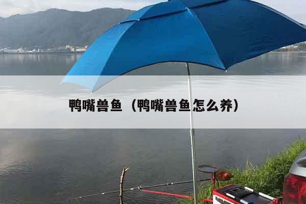 鸭嘴兽鱼（鸭嘴兽鱼怎么养）
