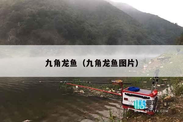 九角龙鱼（九角龙鱼图片）