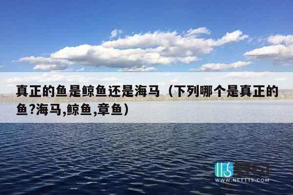 真正的鱼是鲸鱼还是海马（下列哪个是真正的鱼?海马,鲸鱼,章鱼）