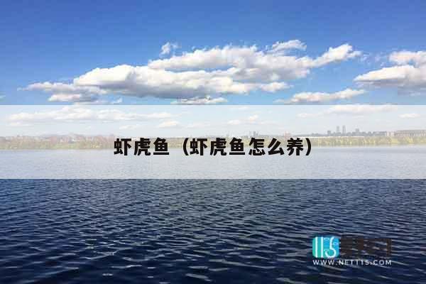 虾虎鱼（虾虎鱼怎么养）