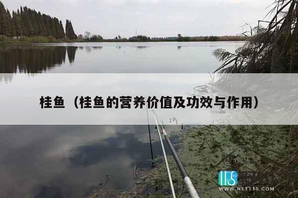桂鱼（桂鱼的营养价值及功效与作用）