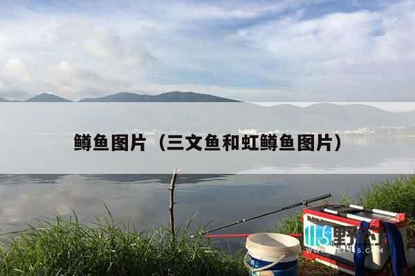 鳟鱼图片（三文鱼和虹鳟鱼图片）