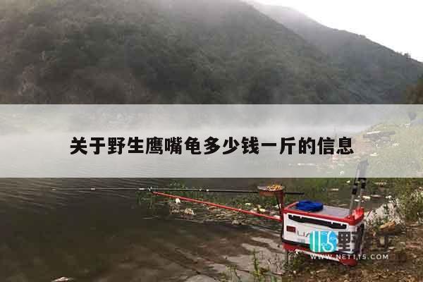 关于野生鹰嘴龟多少钱一斤的信息