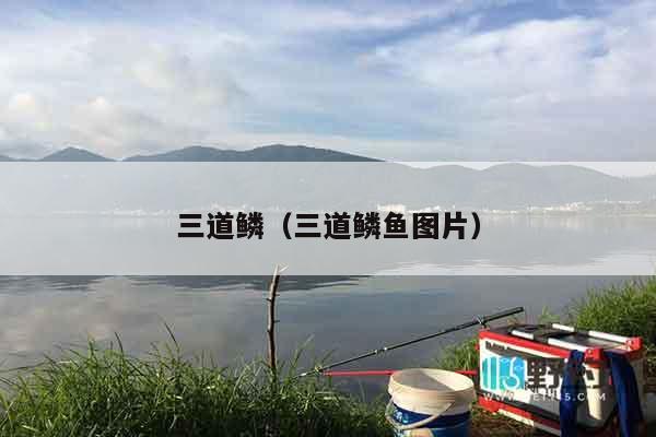 三道鳞（三道鳞鱼图片）