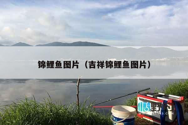 锦鲤鱼图片（吉祥锦鲤鱼图片）