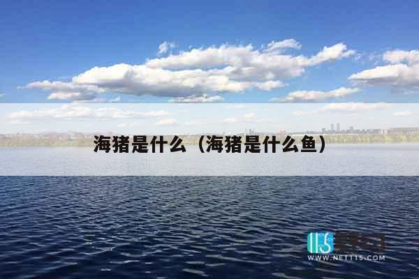 海猪是什么（海猪是什么鱼）