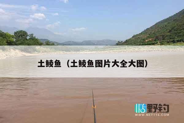 土鲮鱼（土鲮鱼图片大全大图）