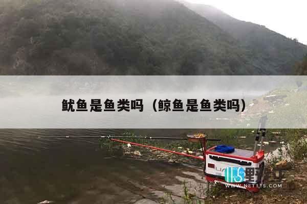 鱿鱼是鱼类吗（鲸鱼是鱼类吗）