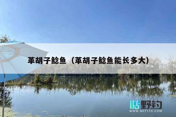 革胡子鲶鱼（革胡子鲶鱼能长多大）