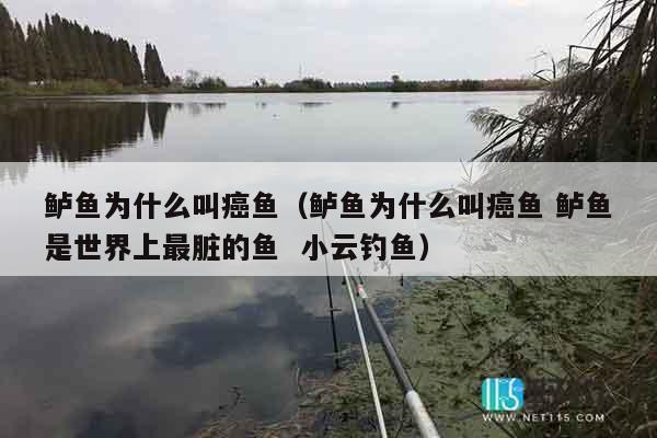 鲈鱼为什么叫癌鱼（鲈鱼为什么叫癌鱼 鲈鱼是世界上最脏的鱼  小云钓鱼）