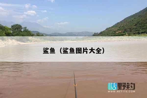 鲨鱼（鲨鱼图片大全）