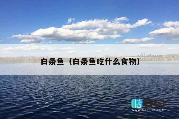 白条鱼（白条鱼吃什么食物）
