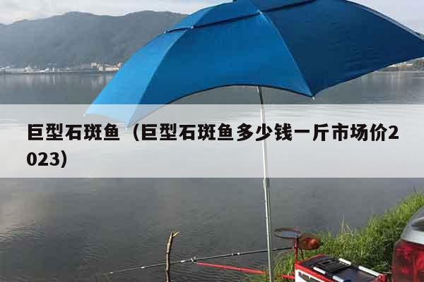 巨型石斑鱼（巨型石斑鱼多少钱一斤市场价2023）