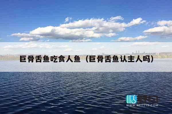 巨骨舌鱼吃食人鱼（巨骨舌鱼认主人吗）