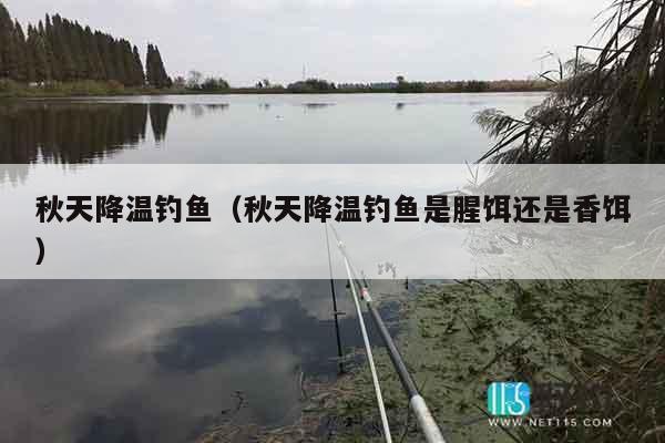 秋天降温钓鱼（秋天降温钓鱼是腥饵还是香饵）