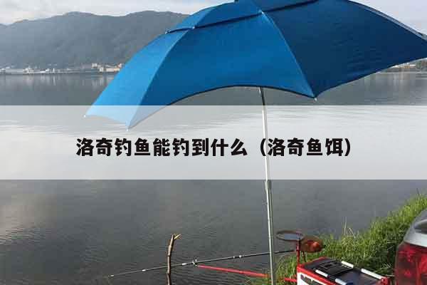 洛奇钓鱼能钓到什么（洛奇鱼饵）