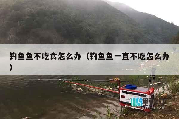 钓鱼鱼不吃食怎么办（钓鱼鱼一直不吃怎么办）