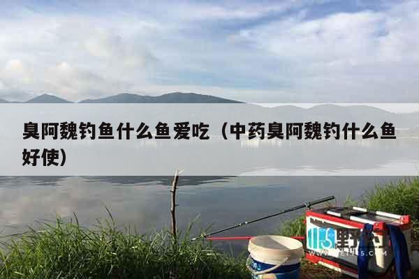 臭阿魏钓鱼什么鱼爱吃（中药臭阿魏钓什么鱼好使）