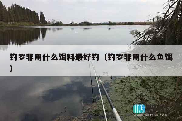 钓罗非用什么饵料最好钓（钓罗非用什么鱼饵）