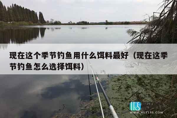 现在这个季节钓鱼用什么饵料最好（现在这季节钓鱼怎么选择饵料）