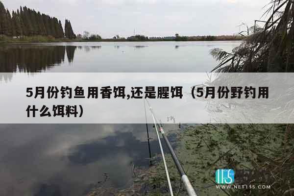 5月份钓鱼用香饵,还是腥饵（5月份野钓用什么饵料）
