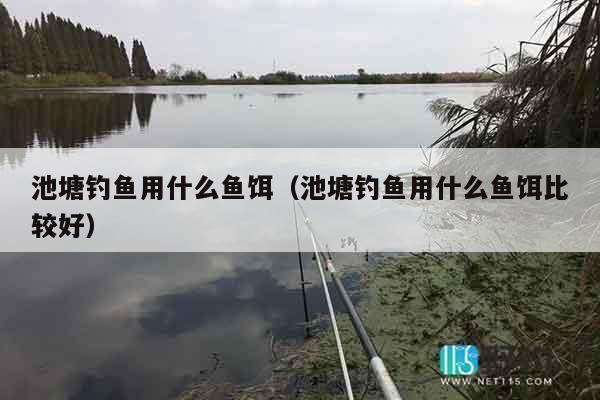 池塘钓鱼用什么鱼饵（池塘钓鱼用什么鱼饵比较好）