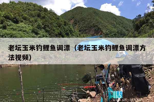 老坛玉米钓鲤鱼调漂（老坛玉米钓鲤鱼调漂方法视频）