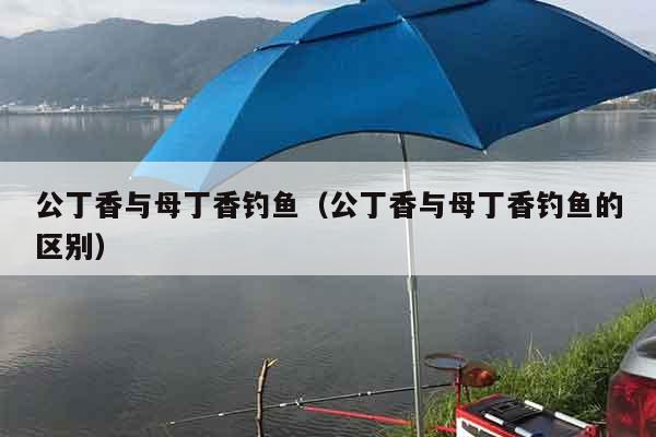 公丁香与母丁香钓鱼（公丁香与母丁香钓鱼的区别）