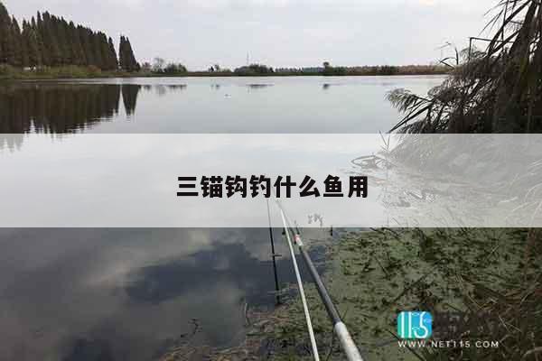 三锚钩钓什么鱼用