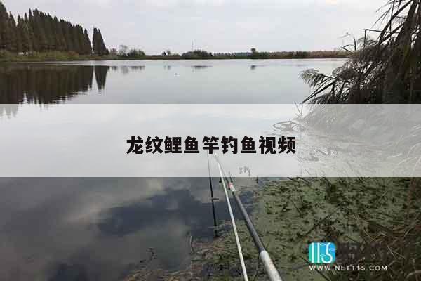 龙纹鲤鱼竿钓鱼视频