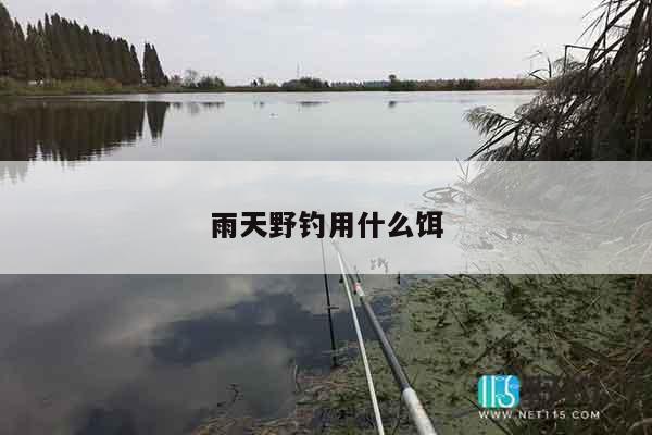 雨天野钓用什么饵
