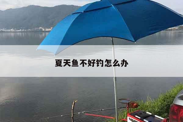 夏天鱼不好钓怎么办