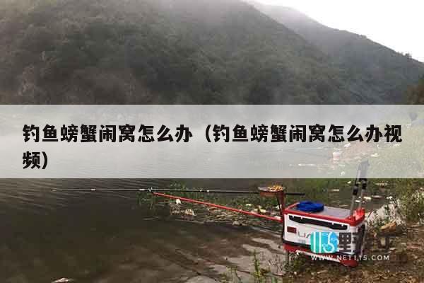 钓鱼螃蟹闹窝怎么办（钓鱼螃蟹闹窝怎么办视频）