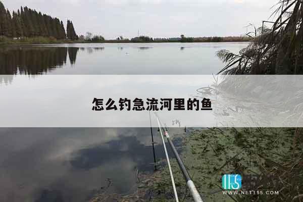 怎么钓急流河里的鱼