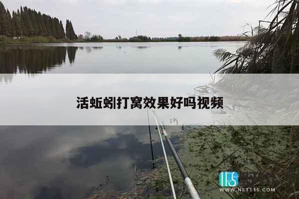 活蚯蚓打窝效果好吗视频