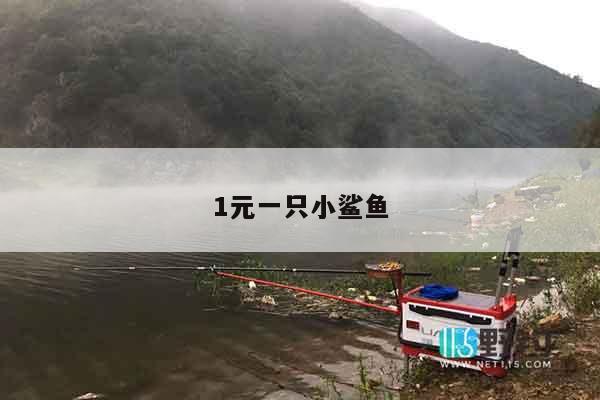 1元一只小鲨鱼