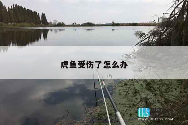 虎鱼受伤了怎么办